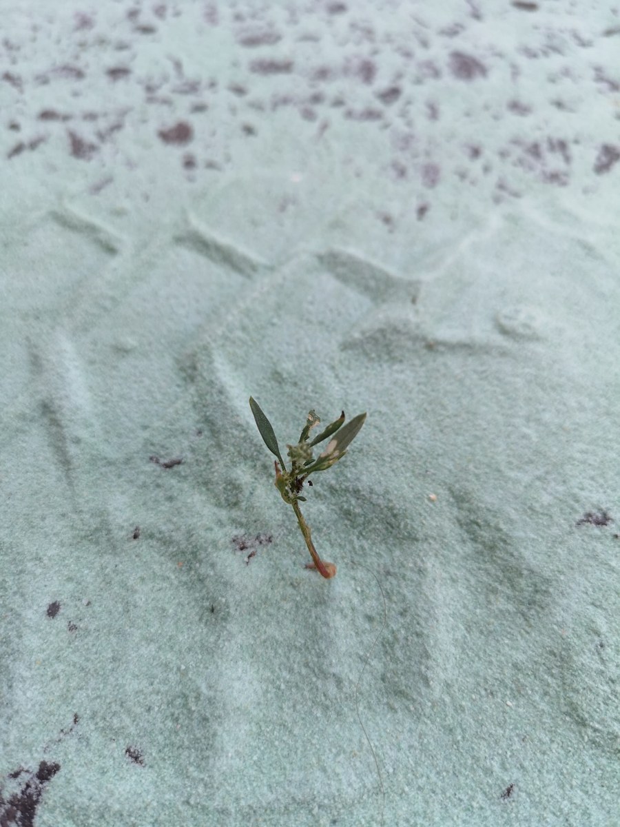 Détail du sable et des traces de passage