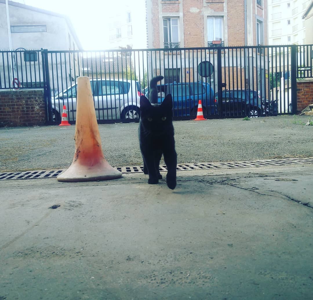 Un chat à l’entrée d’En gare !