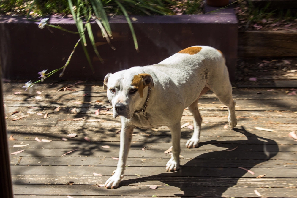 « SUNDAY AT HOME » MALIBU — vue 31